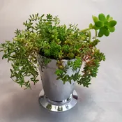 Mint Julep, Anyone?