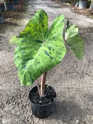 Colocasia 'Mojito' — Excelsa Gardens