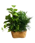 ASSORTED PLANTS BUNDLE (TWO)