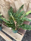 8″ Philodendron Ring of Fire