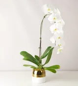 Splendid Orchid