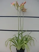 Hemerocallis Pink (Strawberry Candy) – Pink Daylily