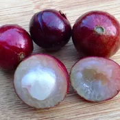ESALQ Jaboticaba