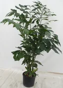 10"  Caryota Mitis