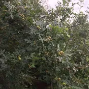 Early Hybrid Oak