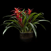 Bromiliad Plant