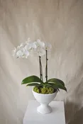 Potted Orchid - Floral Arrangement in St. Augustine — Feather + Bloom