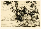 Lotus and Pond Lilies, Old Woman’s Creek, Near Ceylon, Ohio / c. 1916