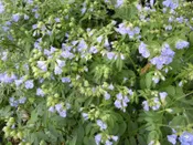 Polemonium reptans Greek valerian, Jacobs ladder Z 3-8