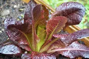 Romaine Cimmaron Lettuce