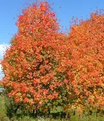 Acer grandidentatum 'Hipazam'