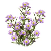 ASTER PURPLE/ LAVENDER 10 STEM BU