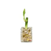 2″ Square Vase With 1 Lucky Bamboo Stalk