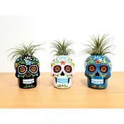 Day of The Dead Sugar Skull Small With Air Plant