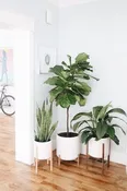 Plant Maintenance / Consulting (In Your Space) 30 Minutes — YELO APLE