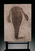 5" Eurypterus remipes (Sea Scorpion) Mortality Plate
