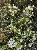 Aster, Frost