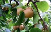 4 in 1 Combination Asian Pear Tree