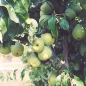Anjou Pear Tree