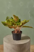 Aglaonema 'Green Papaya'