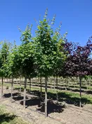 Autumn Fest® Maple | Acer saccharum 'JFS-KW8' — Northwest Shade Trees