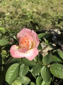 Anne Morrow Lindbergh (NA) — K and M Nursery