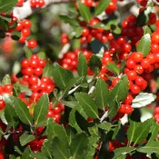 Ilex vomitoria 'Pride of Houston' ~ Pride Of Houston Yaupon Holly