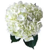 Hydrangea Premium White  – 35 stems per box