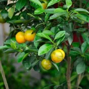 Calamondin Citrus Tree