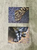 Cat Paw Note Card — The Hemingway Home & Museum