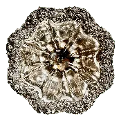 10.5” Antique Art Nouveau Beautiful Woodside Sterling Silver Bowl — Thrive Decor