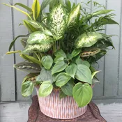 Ceramic Dish Garden