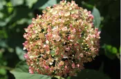 Hydrangea Arborescens Marshmallow