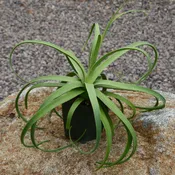 Agave bracteosa ‘Calamar’