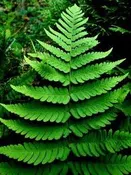 Dryopteris marginalis - Leather Woodfern