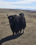 WILY Y687 2L054 — Pettee Ranch LLC