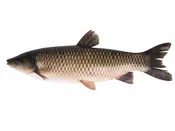 8-11″ GRASS CARP, EA