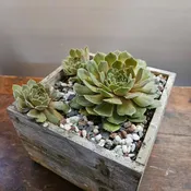 Korean Echeveria Girba Rose Garden