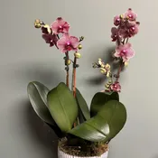 Dreamy Double Orchid