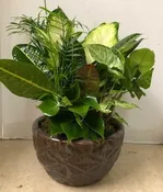 10" CERAMIC DISH GARDEN DG10