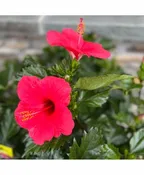 BLOOMING HIBISCUS