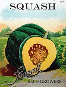 Squash Winter – Acorn Bush Table King