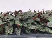 Calathea Ornata 72 cell