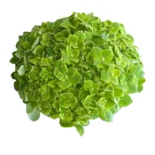 Hydrangea Premium Emerald – 35 stems per box