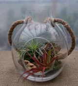 Air Plant Paradise Terrarium