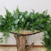 Eucalyptus & Plumosus