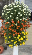 GARDEN MUMS COMBO GIGI CANDY CORN - FLOWER BAG