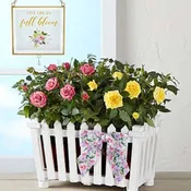 Charming Rose Garden