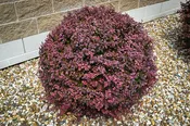 Barberry, Crimson Pygmy 3
