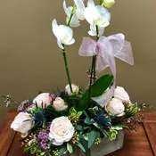 Orquideas Bombasticas